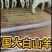 美国大白山羊大白山羊养殖大白山羊价格