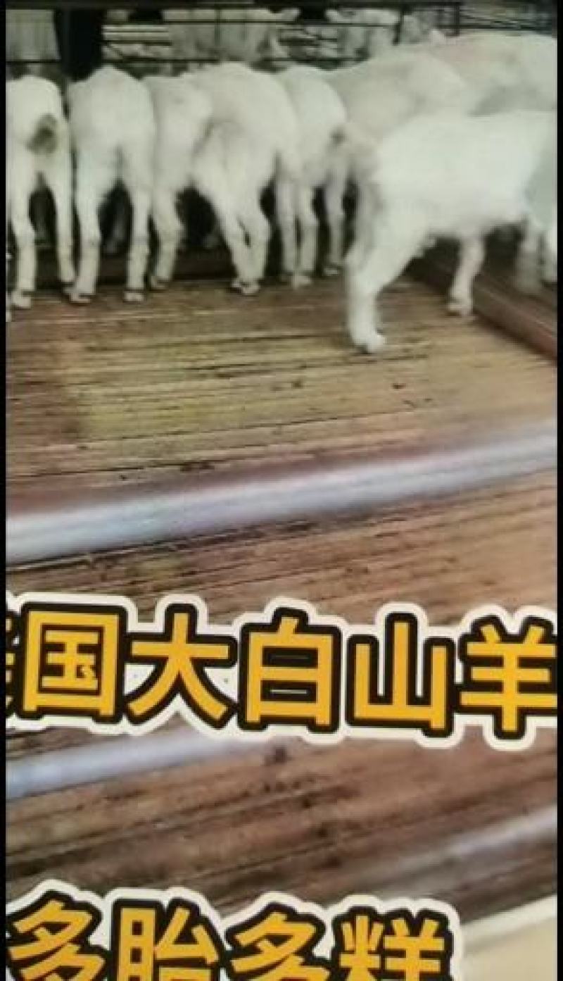 美国大白山羊大白山羊养殖大白山羊价格