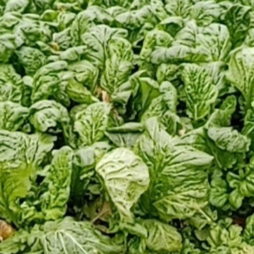 榨菜，新鲜榨菜，腌制榨菜