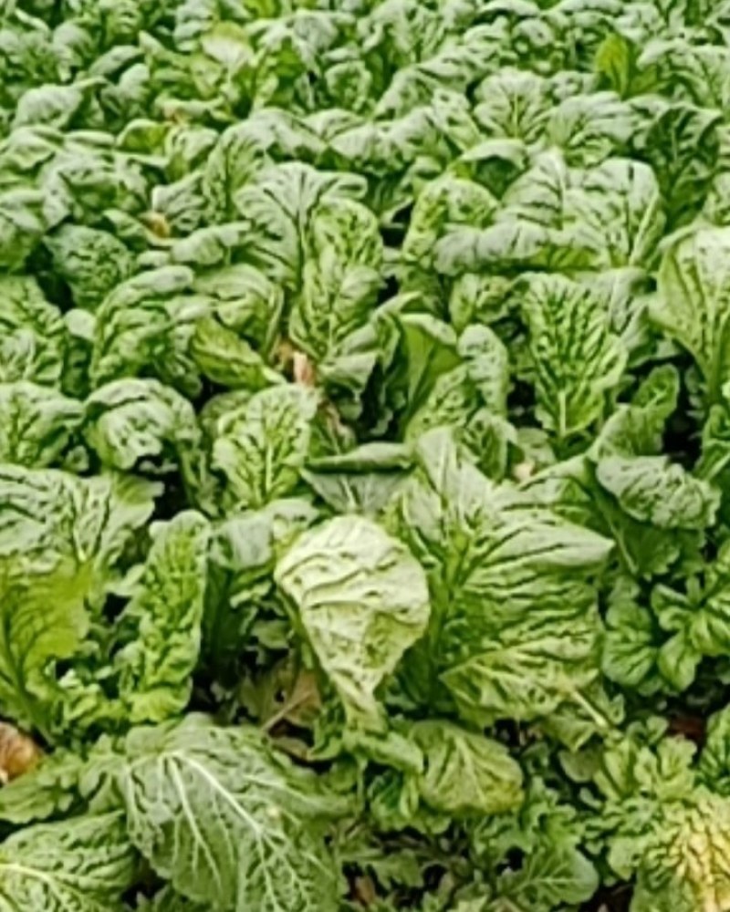 榨菜，新鲜榨菜，腌制榨菜