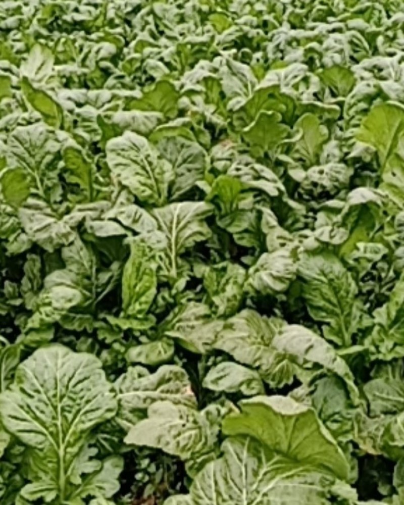 榨菜，新鲜榨菜，腌制榨菜