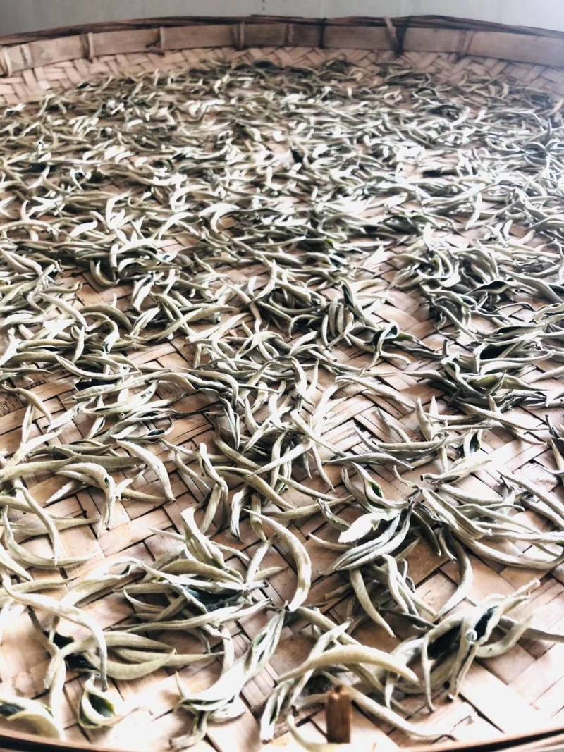 云南省西双版纳大白茶白豪银针