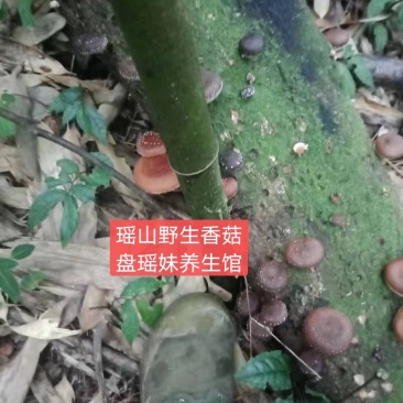广西金秀大瑶山野生香菇