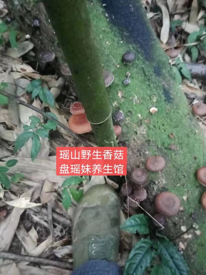 广西金秀大瑶山野生香菇