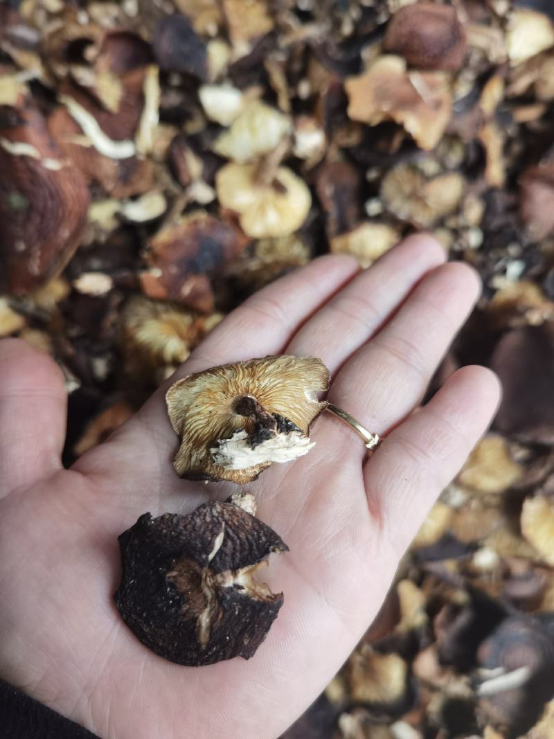 广西金秀大瑶山野生香菇