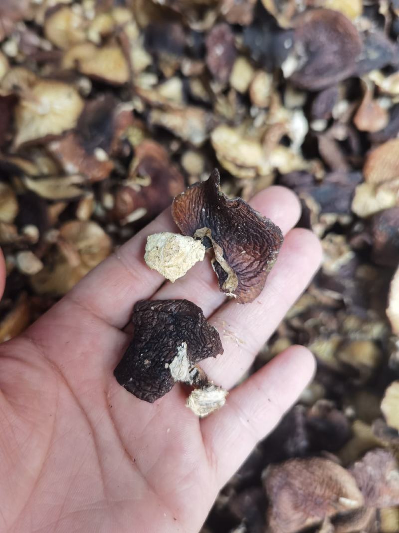广西金秀大瑶山野生香菇