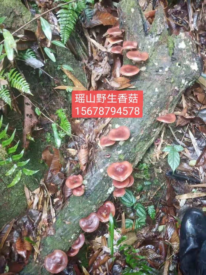 广西金秀大瑶山野生香菇