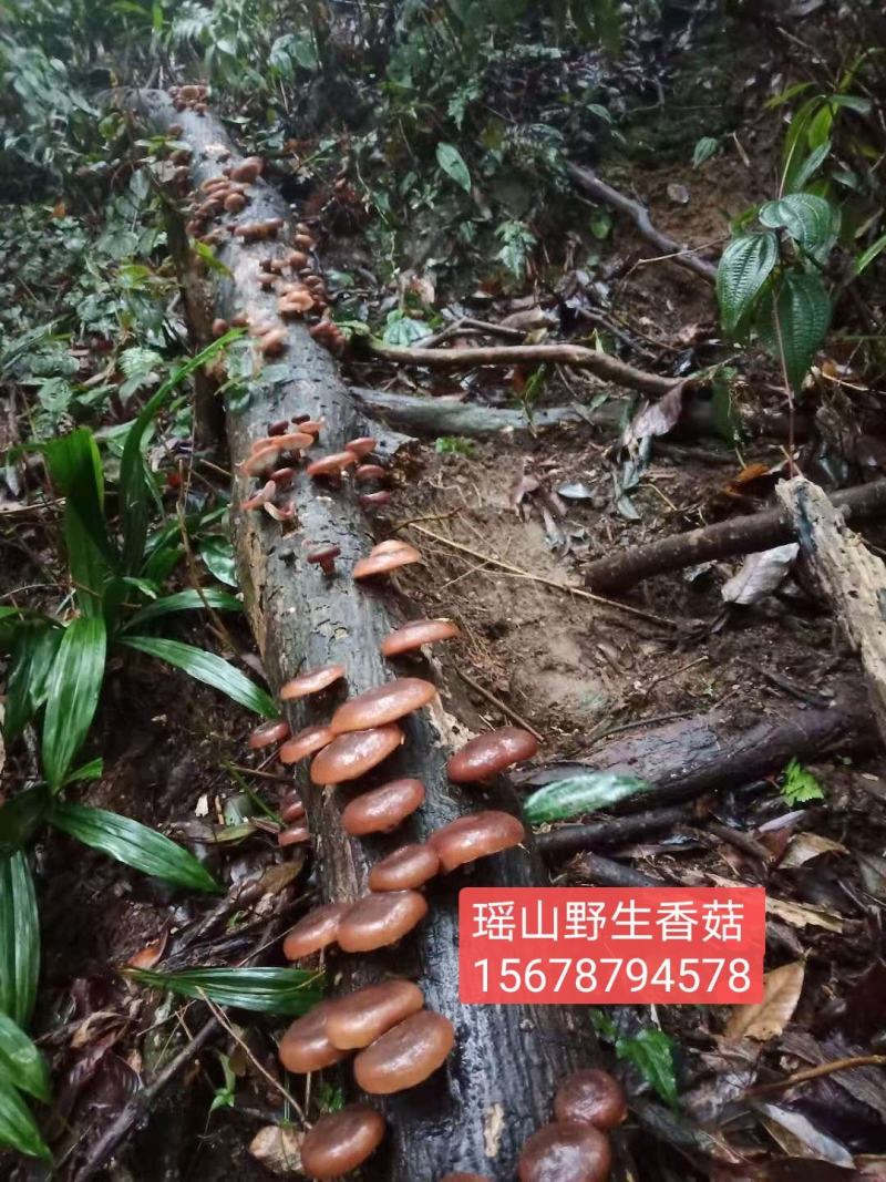 广西金秀大瑶山野生香菇