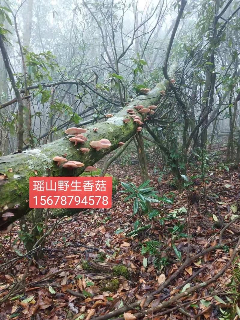 广西金秀大瑶山野生香菇
