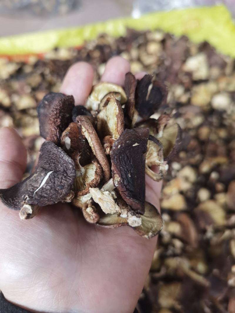 广西金秀大瑶山野生香菇