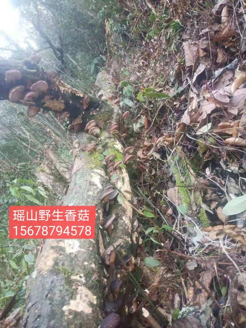 广西金秀大瑶山野生香菇