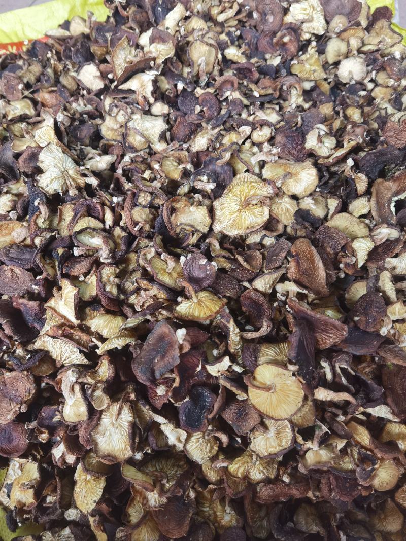 广西金秀大瑶山野生香菇