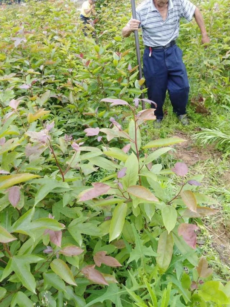 半枫荷、半枫荷苗、金缕梅科半枫荷