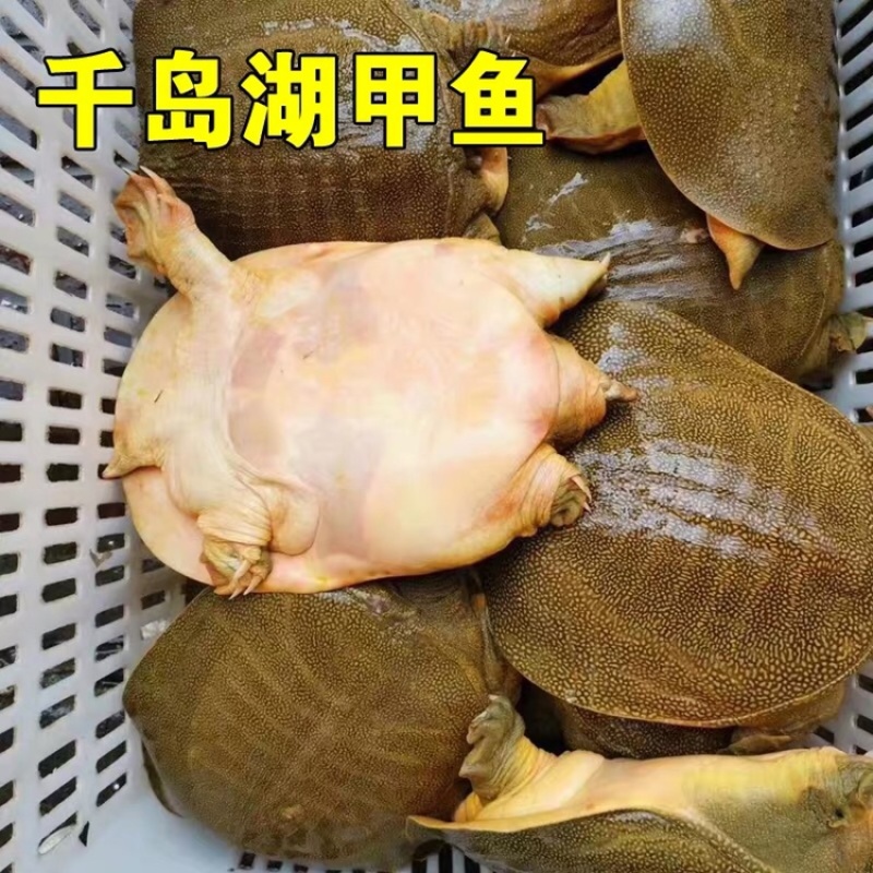 社区团购专用鳖1至1.5斤