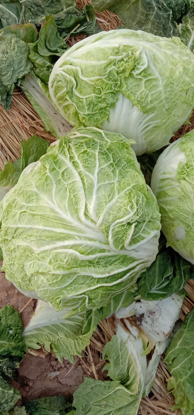 武陟优质大白菜，品质优良