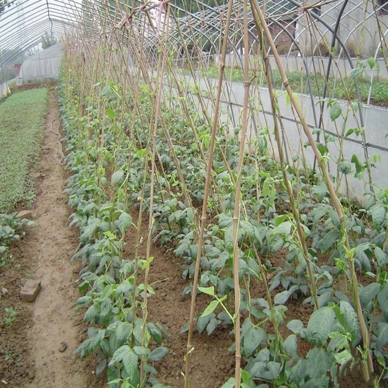 竹竿装饰潢小竹杆搭架子篱笆栅栏菜旗杆阳台植物爬藤花架
