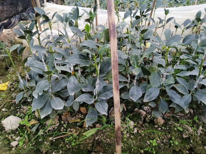 大红八角嫁接苗，罗马东荣木王陈平品种
