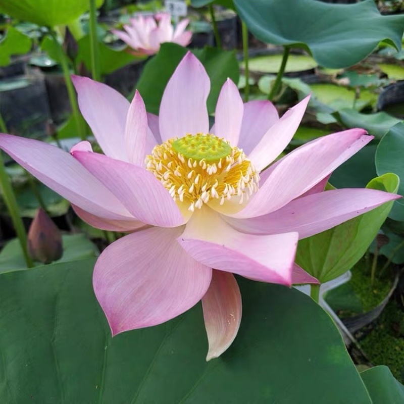 荷花苗价格荷轩园林基地直供包种植保成活