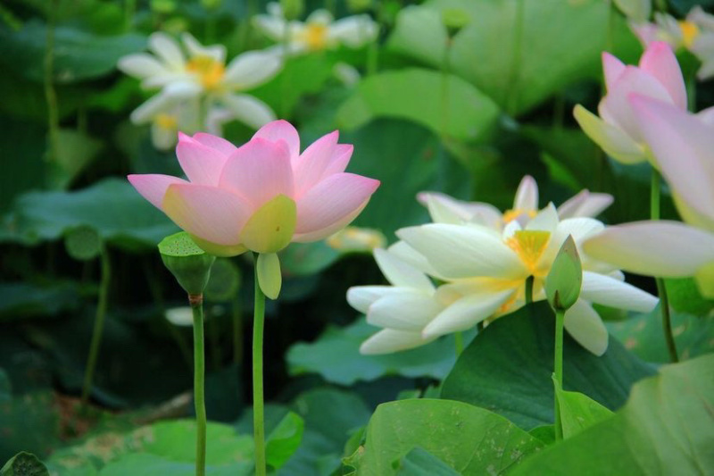 荷花苗价格荷轩园林基地直供包种植保成活
