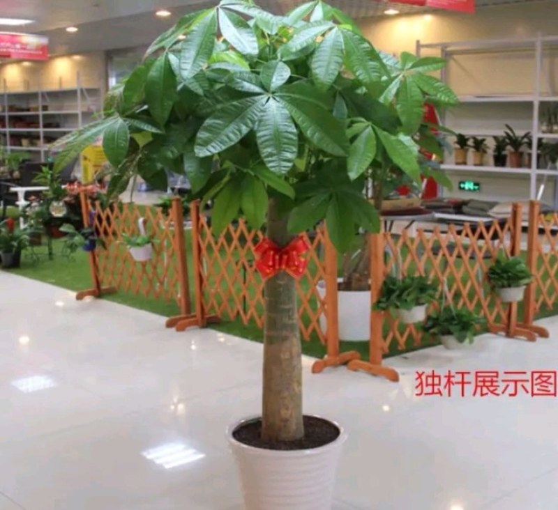 高辫发财树树桩发财树室内摆饰高端大气上档次发财树