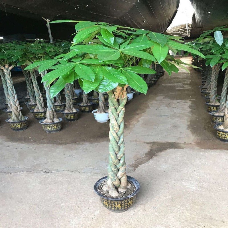 高辫发财树树桩发财树室内摆饰高端大气上档次发财树