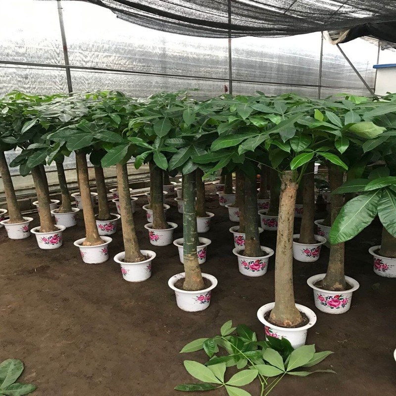 高辫发财树树桩发财树室内摆饰高端大气上档次发财树