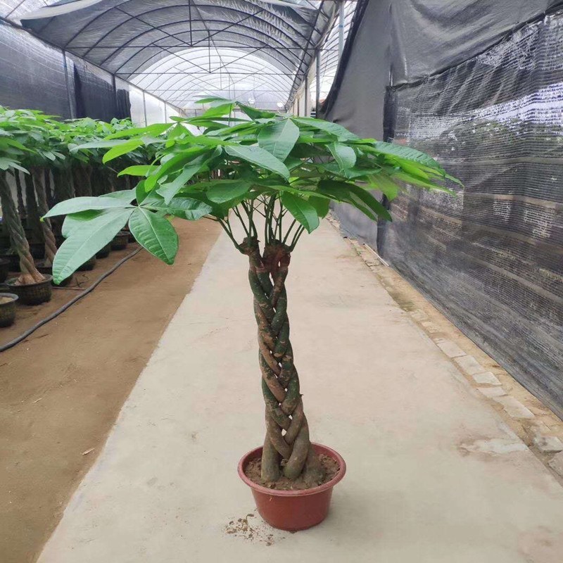 高辫发财树树桩发财树室内摆饰高端大气上档次发财树