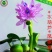 水葫芦水生植物养鱼养虾养龟净化空气见水就活成活率高