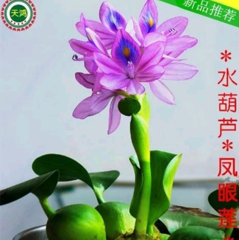 水葫芦水生植物养鱼养虾养龟净化空气见水就活成活率高