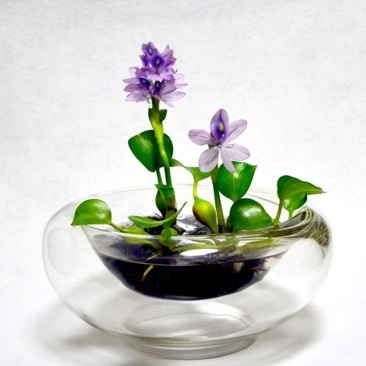 水葫芦水生植物养鱼养虾养龟净化空气见水就活成活率高
