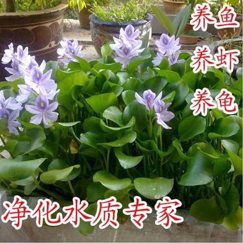 水葫芦水生植物养鱼养虾养龟净化空气见水就活成活率高