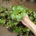 水葫芦水生植物养鱼养虾养龟净化空气见水就活成活率高