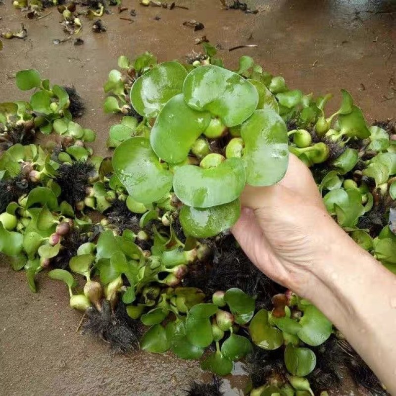 水葫芦水生植物养鱼养虾养龟净化空气见水就活成活率高
