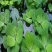 水葫芦水生植物养鱼养虾养龟净化空气见水就活成活率高