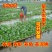水葫芦水生植物养鱼养虾养龟净化空气见水就活成活率高