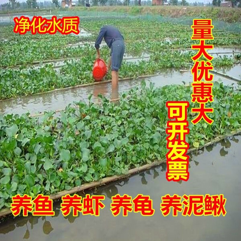 水葫芦水生植物养鱼养虾养龟净化空气见水就活成活率高