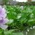 水葫芦水生植物养鱼养虾养龟净化空气见水就活成活率高