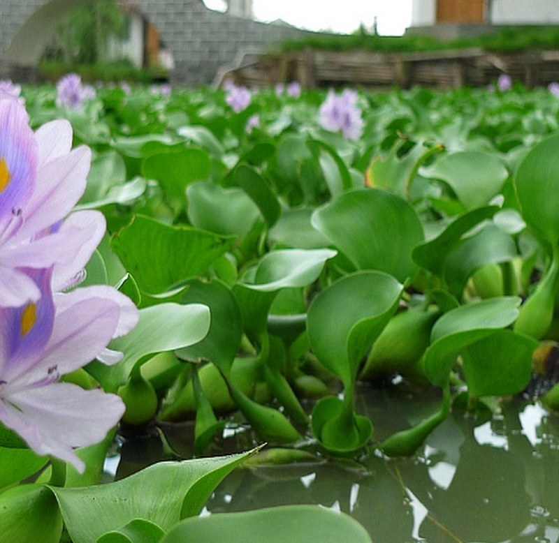 水葫芦水生植物养鱼养虾养龟净化空气见水就活成活率高