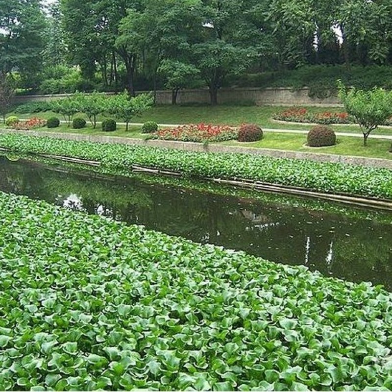 水葫芦水生植物养鱼养虾养龟净化空气见水就活成活率高