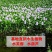 水葫芦水生植物养鱼养虾养龟净化空气见水就活成活率高
