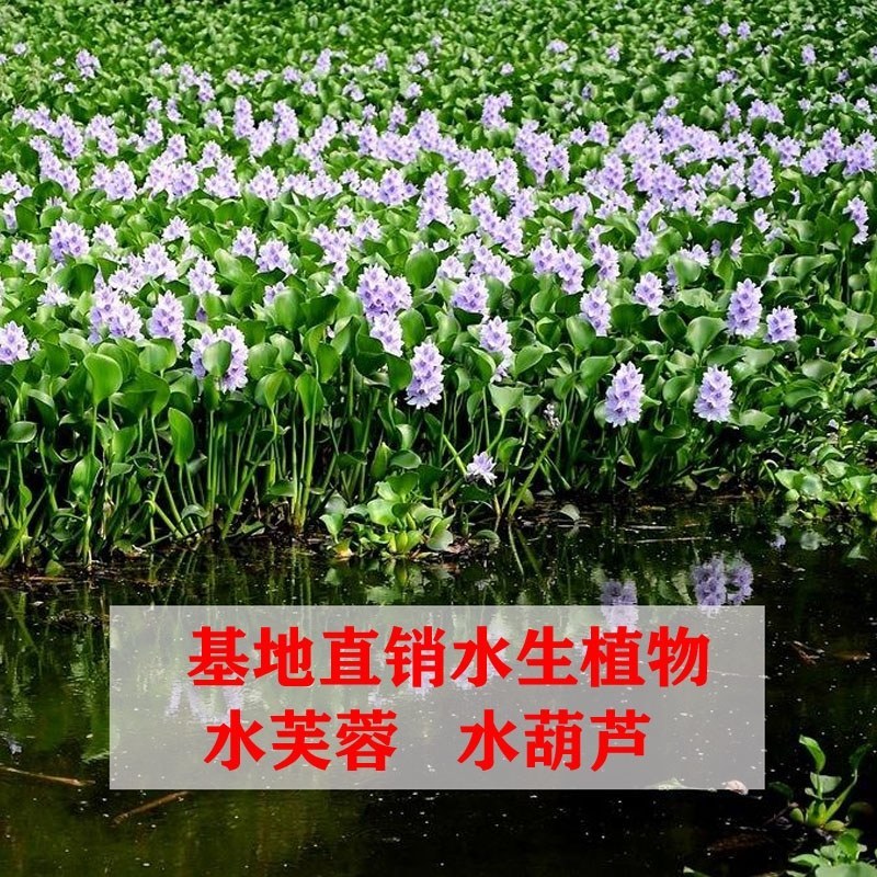 水葫芦水生植物养鱼养虾养龟净化空气见水就活成活率高