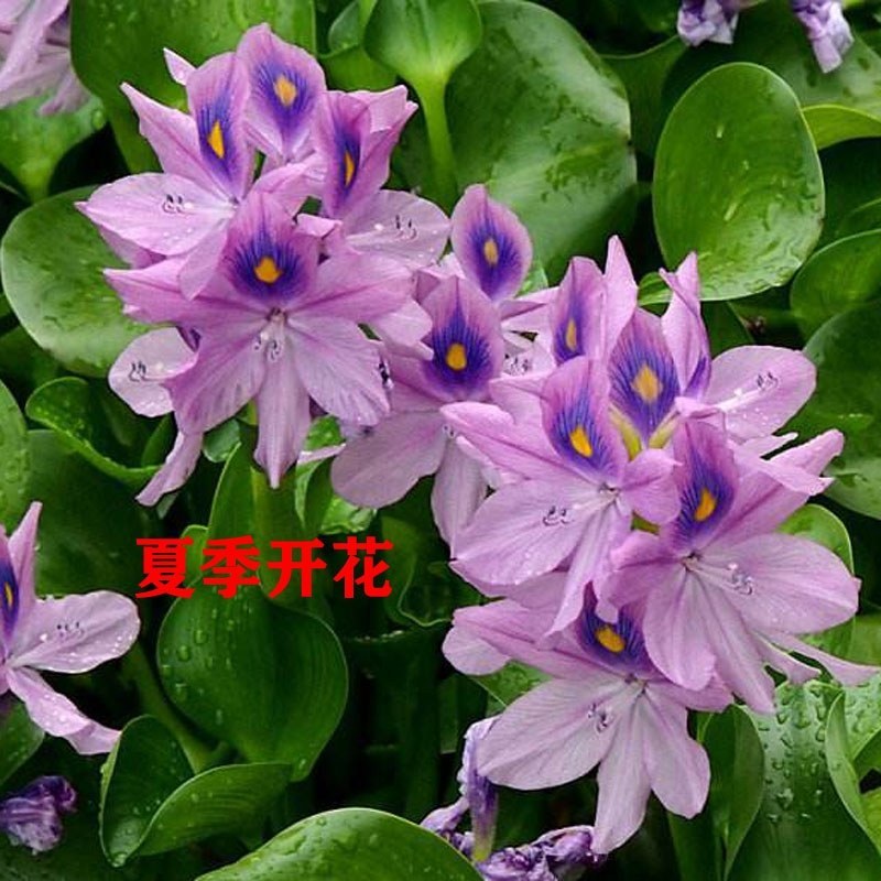 水葫芦水生植物养鱼养虾养龟净化空气见水就活成活率高