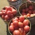 沙面的番茄tomato