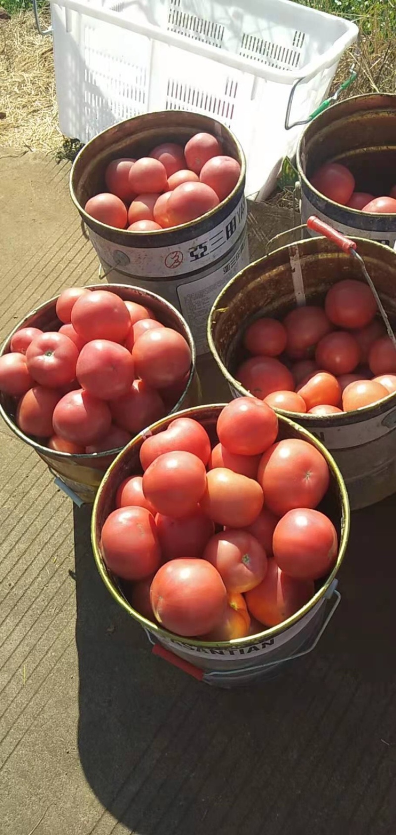沙面的番茄tomato