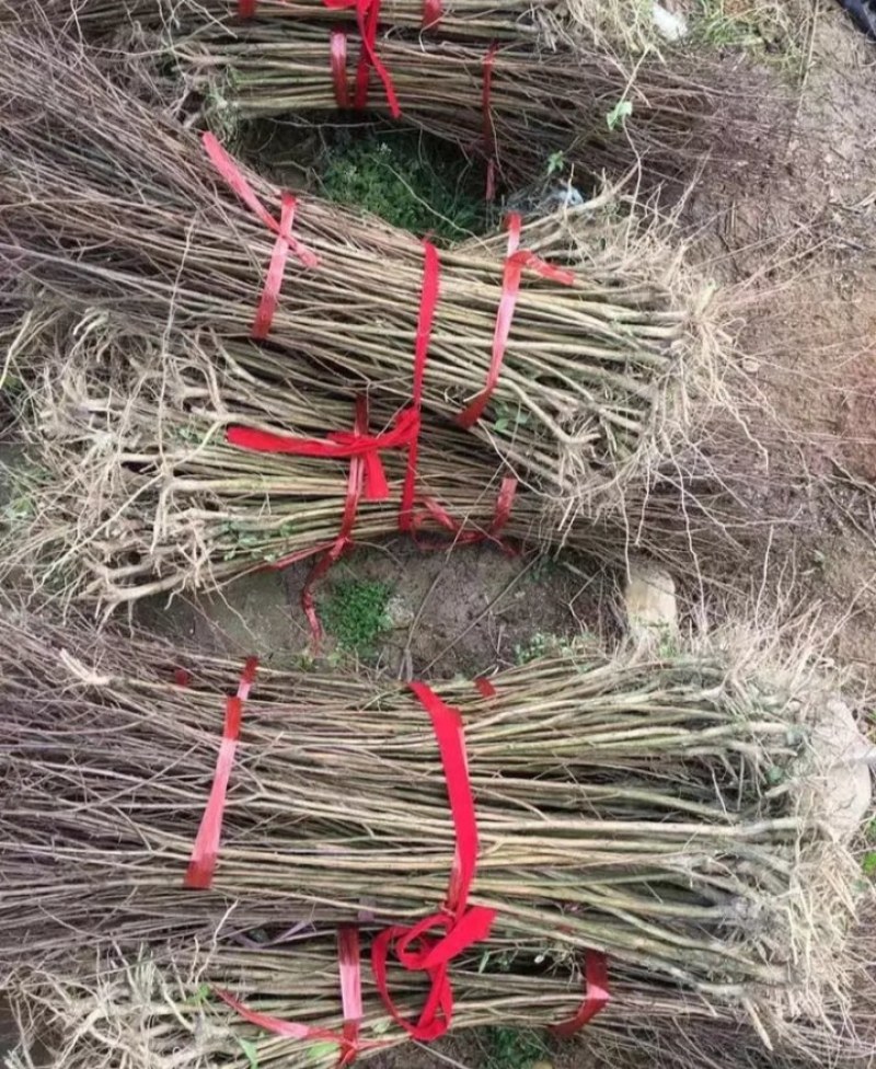 红火箭紫薇百日红紫薇苗适合南北方种植成活率高