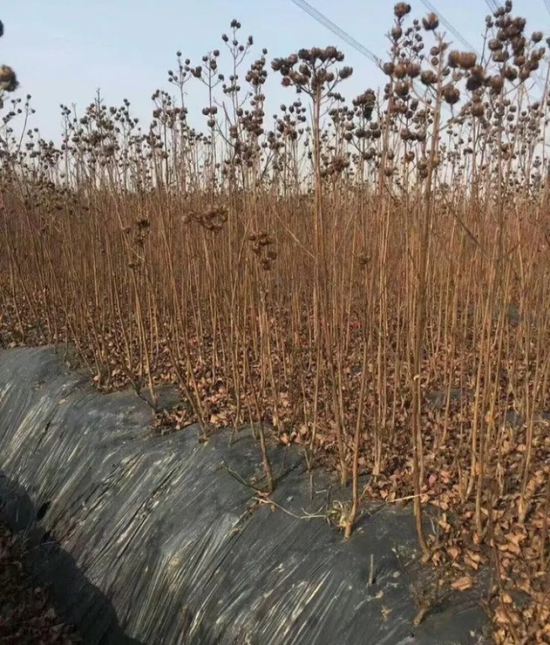 红火箭紫薇百日红紫薇苗适合南北方种植成活率高