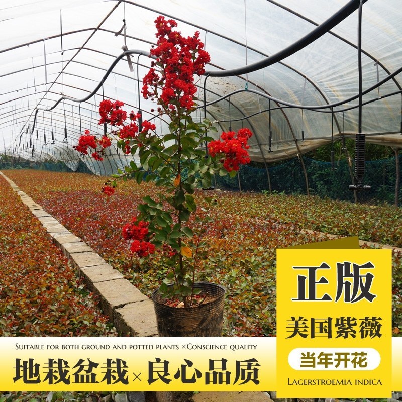 红火箭紫薇百日红紫薇苗适合南北方种植成活率高