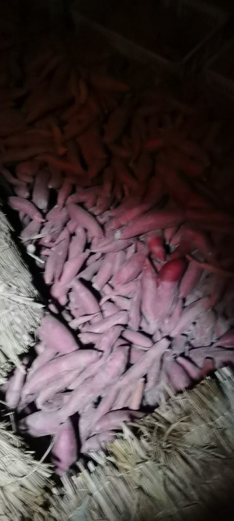 西瓜红种薯，出芽率高