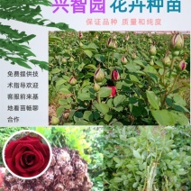 云南食用玫瑰花苗(滇红)大花多花多季开花空运全国各地