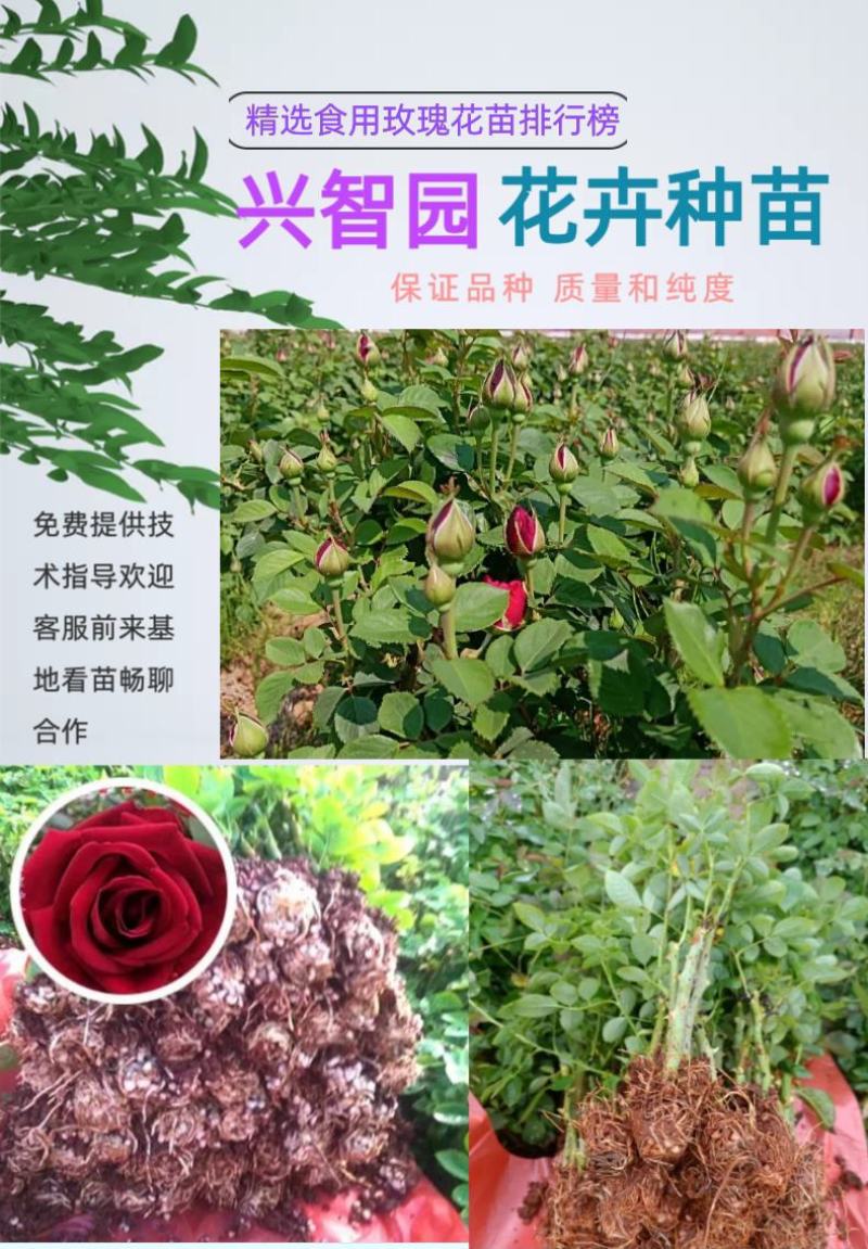 云南食用玫瑰花苗(滇红)大花多花多季开花空运全国各地